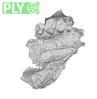 SK 1512.SK 1592 Paranthropus robustus maxilla ply