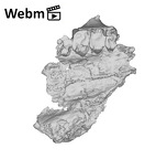 SK 1512.SK 1592 Paranthropus robustus maxilla ply movie