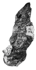 SK 1514 Paranthropus robustus partial hemimandible