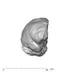 SK 1585 Paranthropus robustus endocast anterior