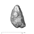 SK 1585 Paranthropus robustus endocast inferior