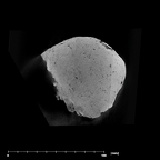 SK 1585 Paranthropus robustus endocast internal