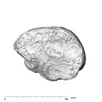 SK 1585 Paranthropus robustus endocast lateral left