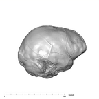 SK 1585 Paranthropus robustus endocast lateral right
