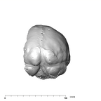 SK 1585 Paranthropus robustus endocast posterior
