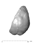 SK 1585 Paranthropus robustus endocast superior
