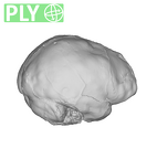 SK 1585 Paranthropus robustus endocast ply