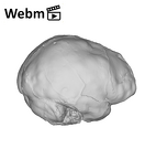 SK 1585 Paranthropus robustus endocast ply movie