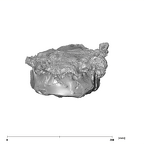 SK 1586 Paranthropus robustus mandible anterior
