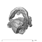 SK 1586 Paranthropus robustus mandible inferior