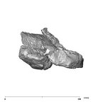 SK 1586 Paranthropus robustus mandible lateral left