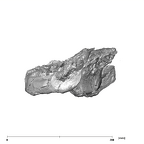 SK 1586 Paranthropus robustus mandible lateral right