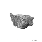 SK 1586 Paranthropus robustus mandible posterior