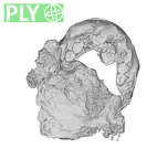 SK 1586 Paranthropus robustus mandible ply