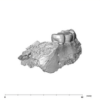SK 1587a Paranthropus robustus partial mandible anterior
