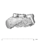 SK 1587a Paranthropus robustus partial mandible buccal