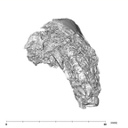 SK 1587a Paranthropus robustus partial mandible inferior