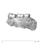 SK 1587a Paranthropus robustus partial mandible lingual