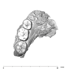 SK 1587a Paranthropus robustus partial mandible occlusal