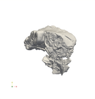 SK 1587a Paranthropus robustus partial mandible ply