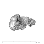 SK 1587a Paranthropus robustus partial mandible posterior