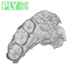 SK 1587a Paranthropus robustus partial mandible ply