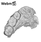 SK 1587a Paranthropus robustus partial mandible ply movie