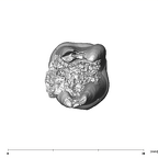 SK 1587b Paranthropus robustus LRM2 apical