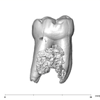 SK 1587b Paranthropus robustus LRM2 buccal