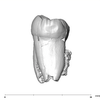 SK 1587b Paranthropus robustus LRM2 distal