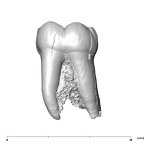 SK 1587b Paranthropus robustus LRM2 lingual