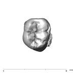 SK 1587b Paranthropus robustus LRM2 occlusal