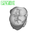 SK 1587b Paranthropus robustus LRM2 ply