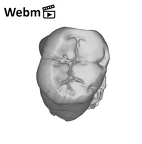 SK 1587b Paranthropus robustus LRM2 ply movie