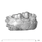 SK 1588 Paranthropus robustus partial mandible buccal