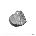 SK 1588 Paranthropus robustus partial mandible distal