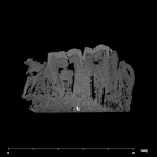 SK 1588 Paranthropus robustus partial mandible internal