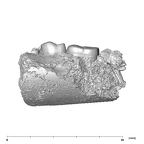 SK 1588 Paranthropus robustus partial mandible lingual