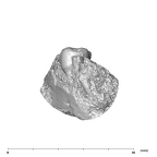 SK 1588 Paranthropus robustus partial mandible mesial