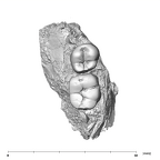 SK 1588 Paranthropus robustus partial mandible occlusal