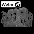 SK 1588 Paranthropus robustus partial mandible ct stack movie