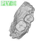 SK 1588 Paranthropus robustus partial mandible ply