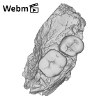 SK 1588 Paranthropus robustus partial mandible ply movie