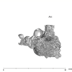 SK 1589 Paranthropus robustus URP4 buccal