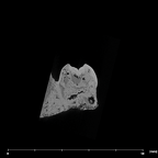 SK 1589 Paranthropus robustus URP4 internal