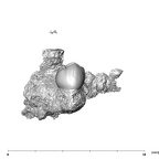 SK 1589 Paranthropus robustus URP4 lingual