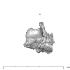 SK 1589 Paranthropus robustus URP4 mesial