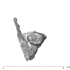 SK 1589 Paranthropus robustus URP4 occlusal
