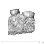 SK 1590a Paranthropus robustus partial right maxilla buccal