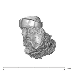 SK 1590a Paranthropus robustus partial right maxilla distal